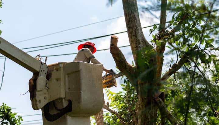 tree service jersey city