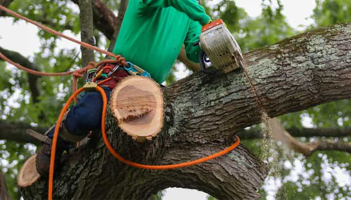 tree service jersey city