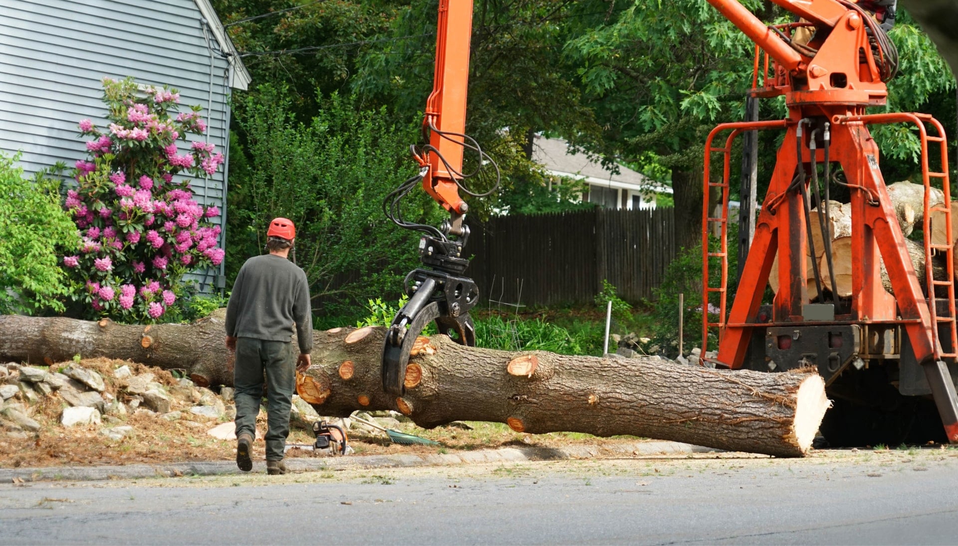 jersey city tree removal