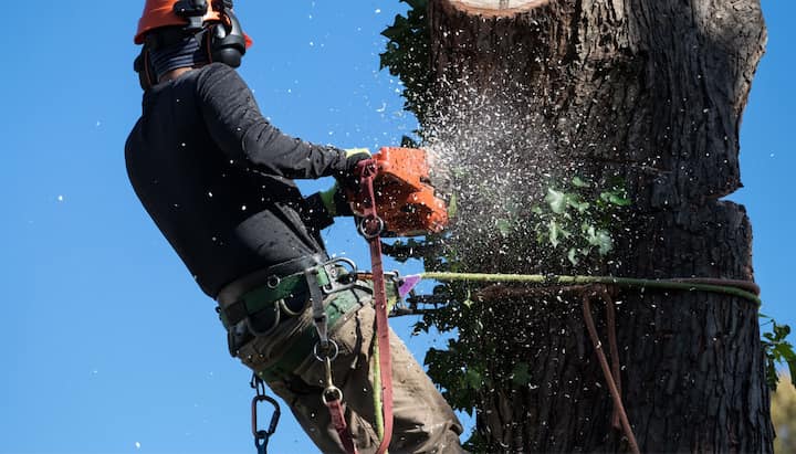 jersey city tree removal